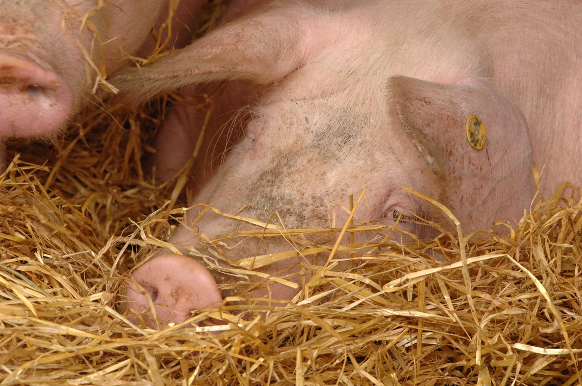 A sow resting in deep straw