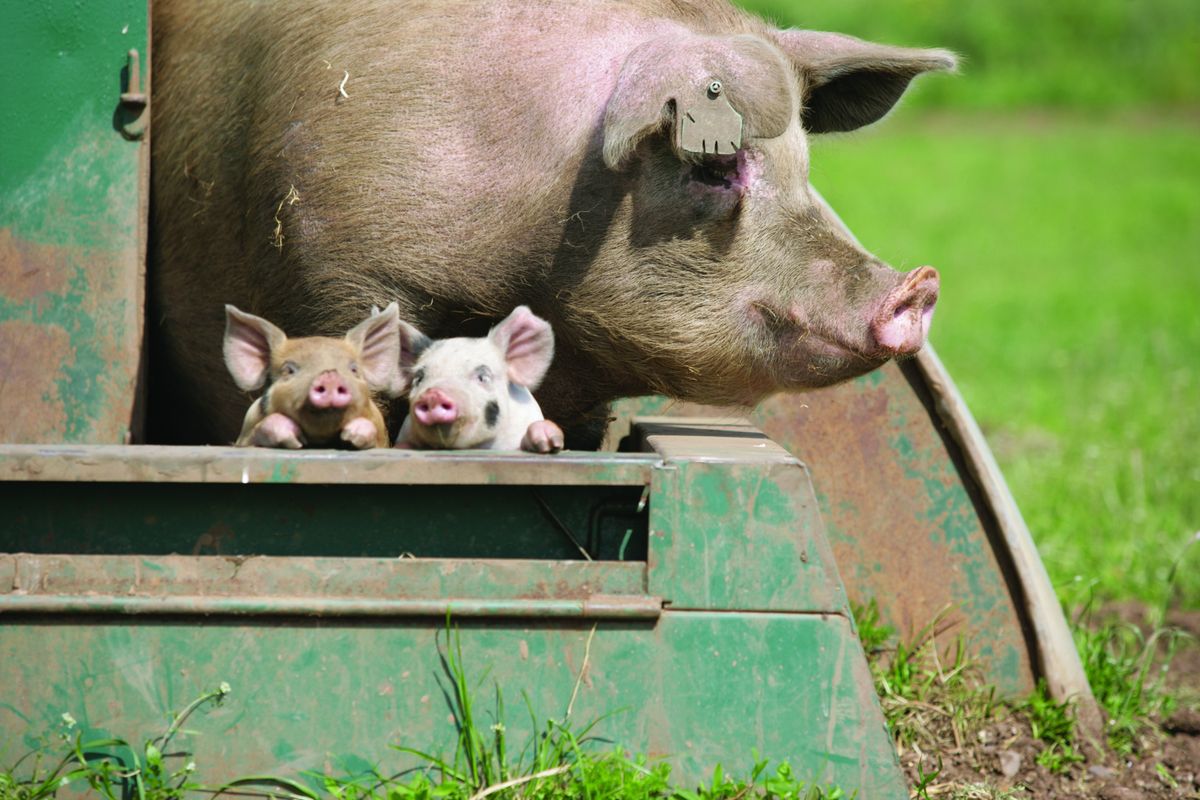 A sow and her piglets looking out of an outdoor farrowing hut